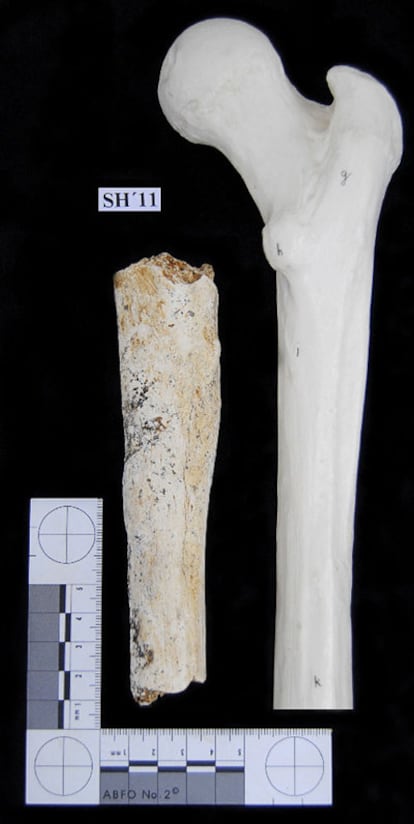 Fragmento del fémur de 'homo heidelbergensis' de 500.000 años de antigüedad hallado en la Sima de los Huesos.