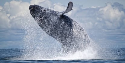 Salto de una ballena jorobada en Isla Gorgona, en el Pacífico colombiano.