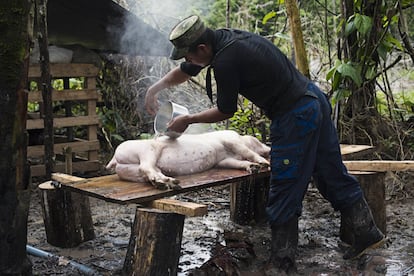 Un guerrillero se prepara para cocinar una lechona, un plato típico colombiano. El cerdo es uno de la veintena que crían en el propio campamento.