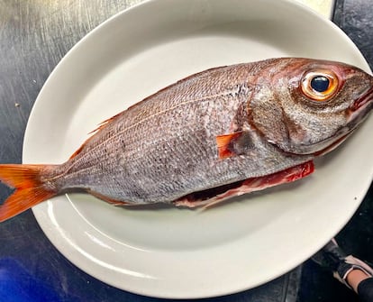 Un ejemplar de besugo, especie cada vez más escasa debido a la sobreexplotación de los caladeros. 