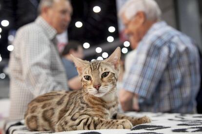 En la Gatoteca se puede interactuar con los felinos y sus juguetes.