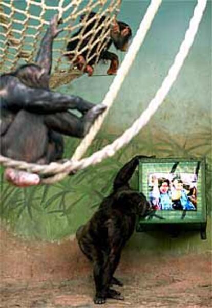 Un televisor en la jaula de los chimpancés en el zoo de Valencia.