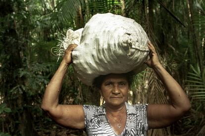 Maria Eldeni, conhecida com Dona Denê, coletando a andiroba. O fruto vira um óleo com propriedades estéticas e medicinais.