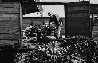 Axel descarga y acomoda paquetes de achicoria en el mercado de abastos de la ciudad, uno de los más grandes del interior de Argentina. Cuenta que gana diez euros al día, y que preferiría estar en su casa, y que no se queda en ella no solo porque necesita el ingreso, sino porque de quedarse perdería el puesto de trabajo. 