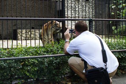 La antigua gestión del zoo de Surabaya acabó con la vida de tres tigres autóctonos de Sumatra, una especie en peligro de extinción. La intervención de expertos en los últimos años ha mejorado las condiciones de vida de estos felinos.