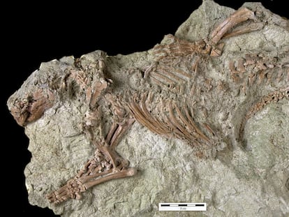 El fósil del esqueleto del 'Adalatherium hui' encontrado en Madagascar.