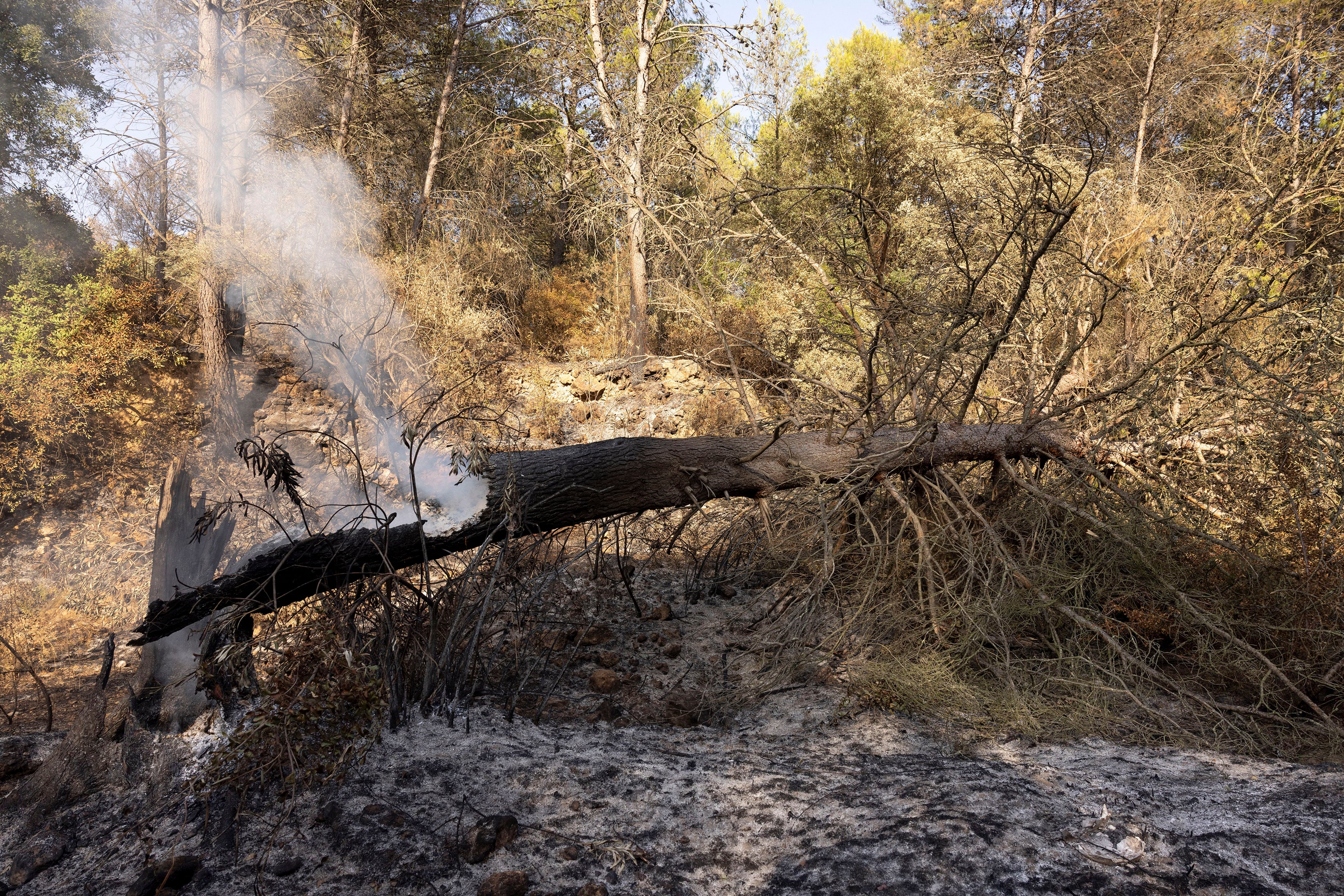 Los efectos del incedio sobre la Sierra de Espadán en Castellón en pista forestal entre Artan y Eslida.