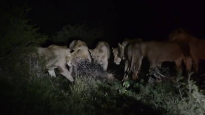 Un puercoespín planta cara (y vence) a una manada de leones.