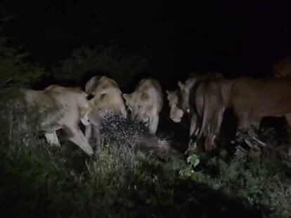 Un puercoespín planta cara (y vence) a una manada de leones.
