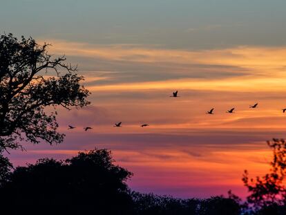 Una bandada de grullas se aproxima a la zona de encharcamiento al atardecer, en las Tablas de Daimiel, por donde transcurre una ‘autovía’ ornitológica entre Europa y África.