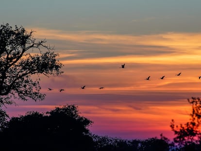 Una bandada de grullas se aproxima a la zona de encharcamiento al atardecer, en las Tablas de Daimiel, por donde transcurre una ‘autovía’ ornitológica entre Europa y África.