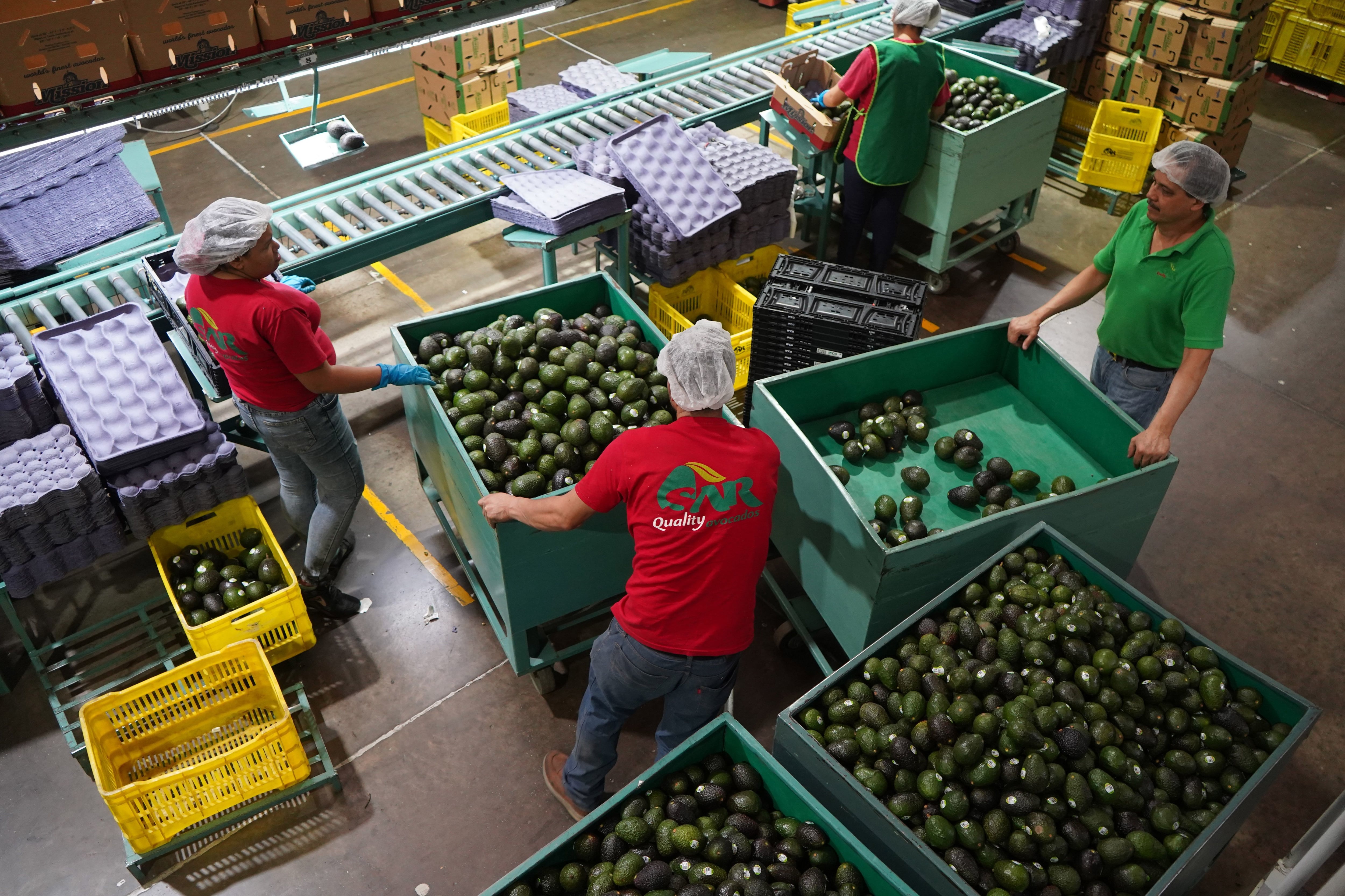 Estados Unidos frena la exportación de aguacate desde México por la violencia en Michoacán
