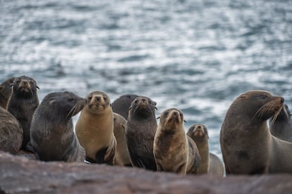 Un grupo de lobos marinos de dos pelos avistados en el parque provincial.