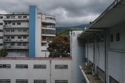 Un árbol flamboyán en el patio del Hospital Universitario de Caracas.