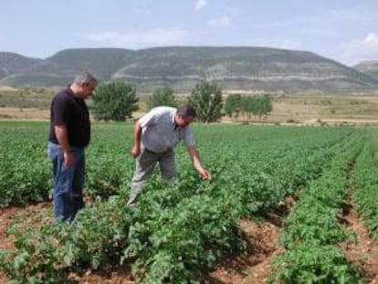 La mayoría de cultivos ecológicos en la UE se dedican al cereal y las legumbres. EFE/Archivo