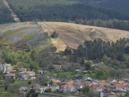 Imagen de un monte de pinos cortado con la técnica de “tala rasa” en Vilar de Barrio (Ourense).
