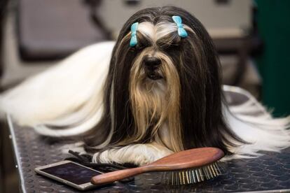 Un perro Lhasa Apso porta dos lazos en la cabeza en el segundo día del Crufts Dog Show en Birmingham, Reino Unido.