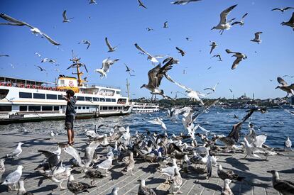 Un hombre posa entre el vuelo de varias gaviotas que luchan por comida en el muelle del puerto de Karakoy en Estambul (Turquía).