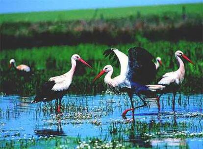 Cigüeñas blancas en Extremadura.