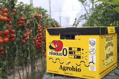 Colmena en una plantación de tomates.