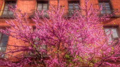 Pruno (Prunus Pisardi) en la plaza de Tirso de Molina en Madrid.