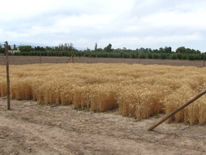 Apresentação de um teste de trigo transgênico na Argentina, em 2014.