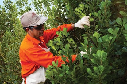 La empresa produce 60.000 toneladas anuales de yerba mate