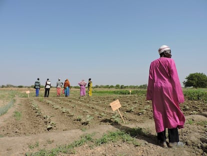 Un grupo de habitantes de Amnaback (en las afueras de Yamena, Chad) pasa por el terreno donde los formadores enseñan a algunos de los beneficiarios técnicas de cultivo, que luego estos deben compartir entre sus vecinos. Aquí aprenden a regar con mayor eficiencia, a usar biopesticidas biológicos a partir de hojas de árboles y otras cuestiones que pueden mejorar la productividad del terreno de forma sostenible.