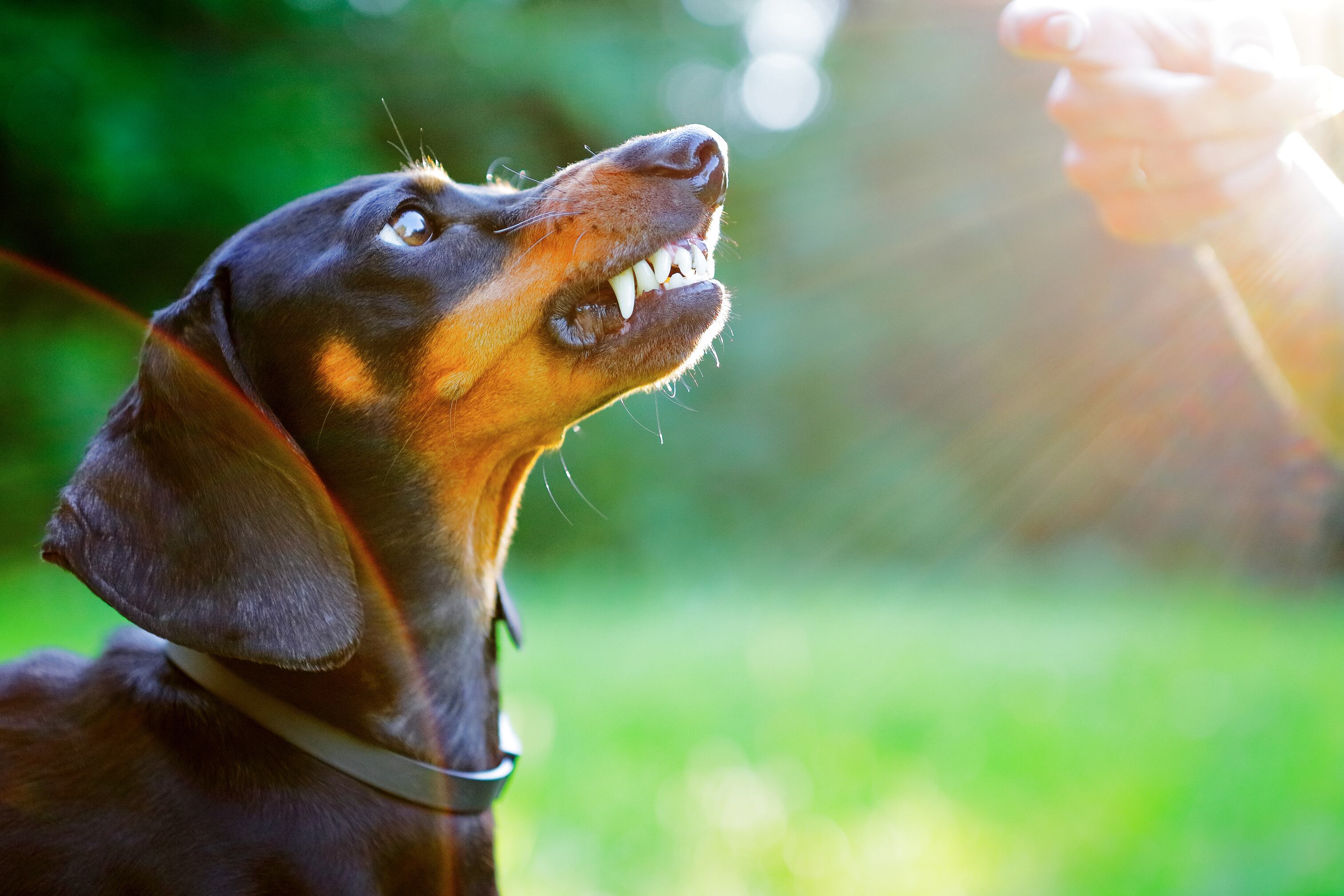 Las alergias dermatológicas y gastrointestinales bajan las defensas del perro, lo que provoca que esté más irritable porque tiene molestias y dolor, y puede desencadenar conductas agresivas.