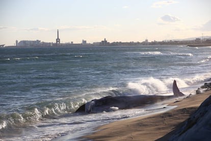 La ballena, en Montgat este lunes por la tarde.