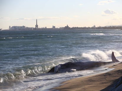 La ballena, en Montgat este lunes por la tarde.