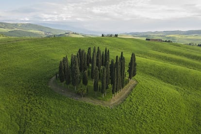 Los cipreses son uno de los grandes protagonistas del paisaje toscano. Introducidos en la región por los etruscos, que, como los romanos, relacionaban simbólicamente el árbol con la inmortalidad y lo colocaban junto a los cementerios. En el siglo XIV los nobles y burgueses florentinos empezaron a usar el ciprés para decorar los jardines y las entradas de sus casas de campo, donde querían recrear el ideal clásico de la vida bucólica.