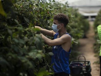 Dos de los jóvenes migrantes que recogen frutos rojos en la empresa Los Mimbrales, en la localidad onubense de Almonte y que son ayudados por la ONG Voluntarios por Otro Mundo.