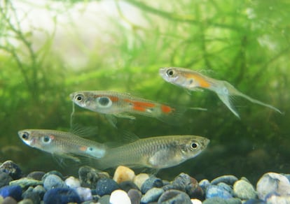 Three wild male guppies with various body colors and one female, larger, below