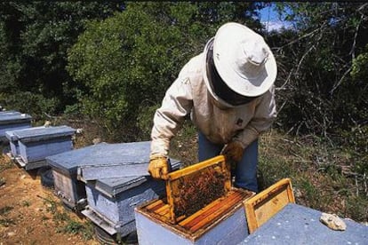 Un apicultor extrae un panal de la colmena.