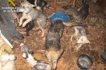 Algunos de los perros hacinados en la vivienda de Benaguasil.