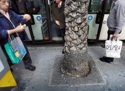 Una palmera de la Diagonal impide la salida normal de los pasajeros de un autobús.