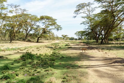 Este es el camino rural que pertenece al rea de Maji Moto, en Kenia, fotografiado el 11 de octubre de 2023. Hay unos ocho millones de viudas en Kenia y, en toda ?frica, una de cada 10 ni?as y mujeres mayores de 14 a?os tiene este estado civil, segn la ONG local Nyanam. En etnias como la luo, las viudas son consideradas impuras y a menudo son rechazadas por la sociedad. Se les puede retirar sus pertenencias, su casa y sus tierras, que pasan a la familia del marido. En la etnia masi, donde la poligamia es frecuente, pueden sufrir el abandono y la pobreza, agravada a veces por un gran nmero de hijos.