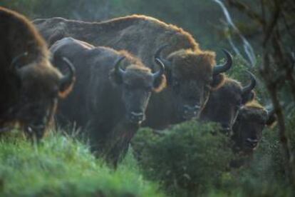 Bisontes europeos reintroducidos en el Parque Nacional Kennemerduinen, en Países Bajos.
 
 