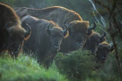 Bisontes europeos reintroducidos en el Parque Nacional Kennemerduinen, en Países Bajos.