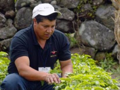 Antonio Pitty cultiva plantas de geisha en Panamá.