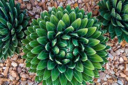 Agave victoriae-reginae