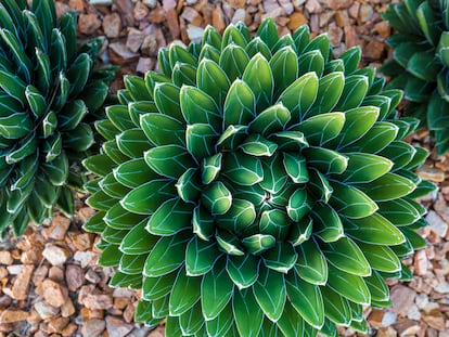 Agave victoriae-reginae, sorprendente por la belleza de su forma y de sus colores, como una flor que surgiera de la tierra.