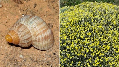 El caracol Tudorella mauretanica y la planta jarilla cabeza de gato, presentes en Cala Mosca