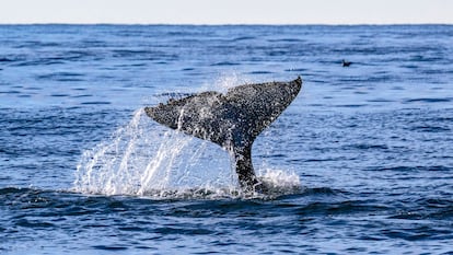 Una orca en el Golfo de California.