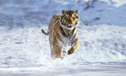 Un tigre siberiano (norte de China) a la carga es la viva imagen del poder y la fuerza. La exposición 'Salvajes', patrocinada por Fundación AXA, realizada por Lunwerg y comisariada por Joaquín Araújo, pone el punto de mira en que su caza abusiva por parte del hombre ha provocado la casi desaparición de la especie.