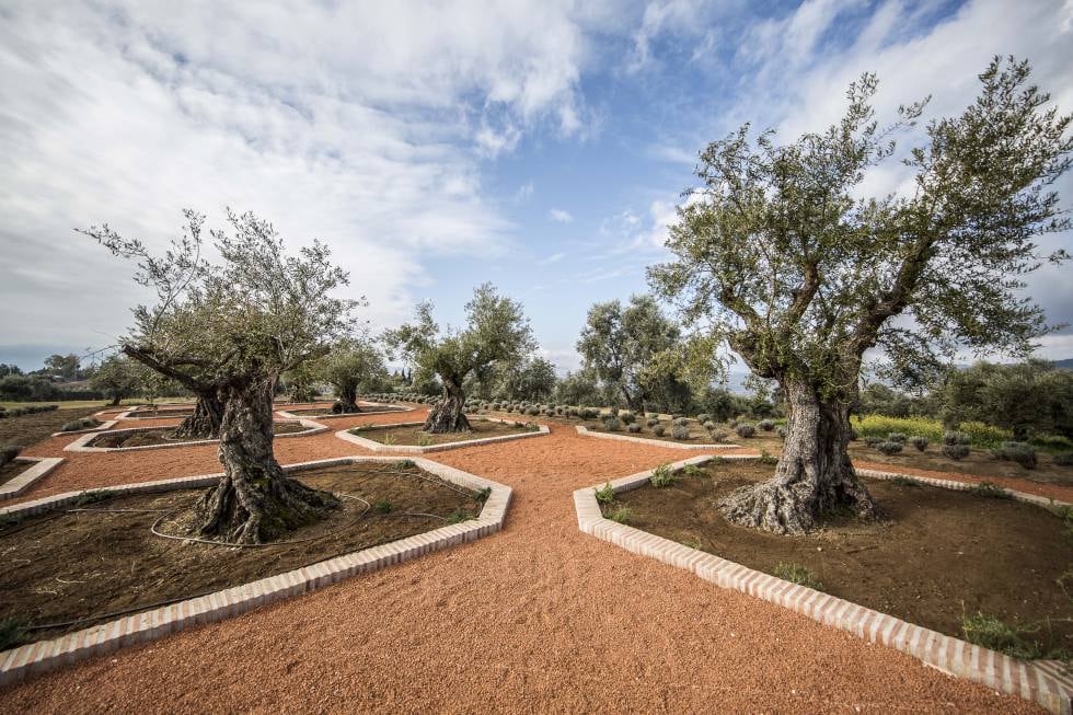 Plaza Carlota, un espectacular paraje de olivos de más de 100 años, rodeados de romero y lavanda