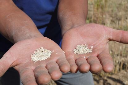 Manos generosas para un cultivo generoso. El auge de la quinua, sin embargo, está encareciendo sus precios para las mesas populares. El grano mágico, en su pequeñez y potencia, luego tendrá que pasar por un proceso para que se le quite la saponina (sustancia parecida al jabón) y pueda ser comestible y muy nutritivo.