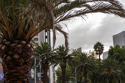 El Gobierno de la ciudad ha realizado una campa?a contra el mal estado de las palmas. 