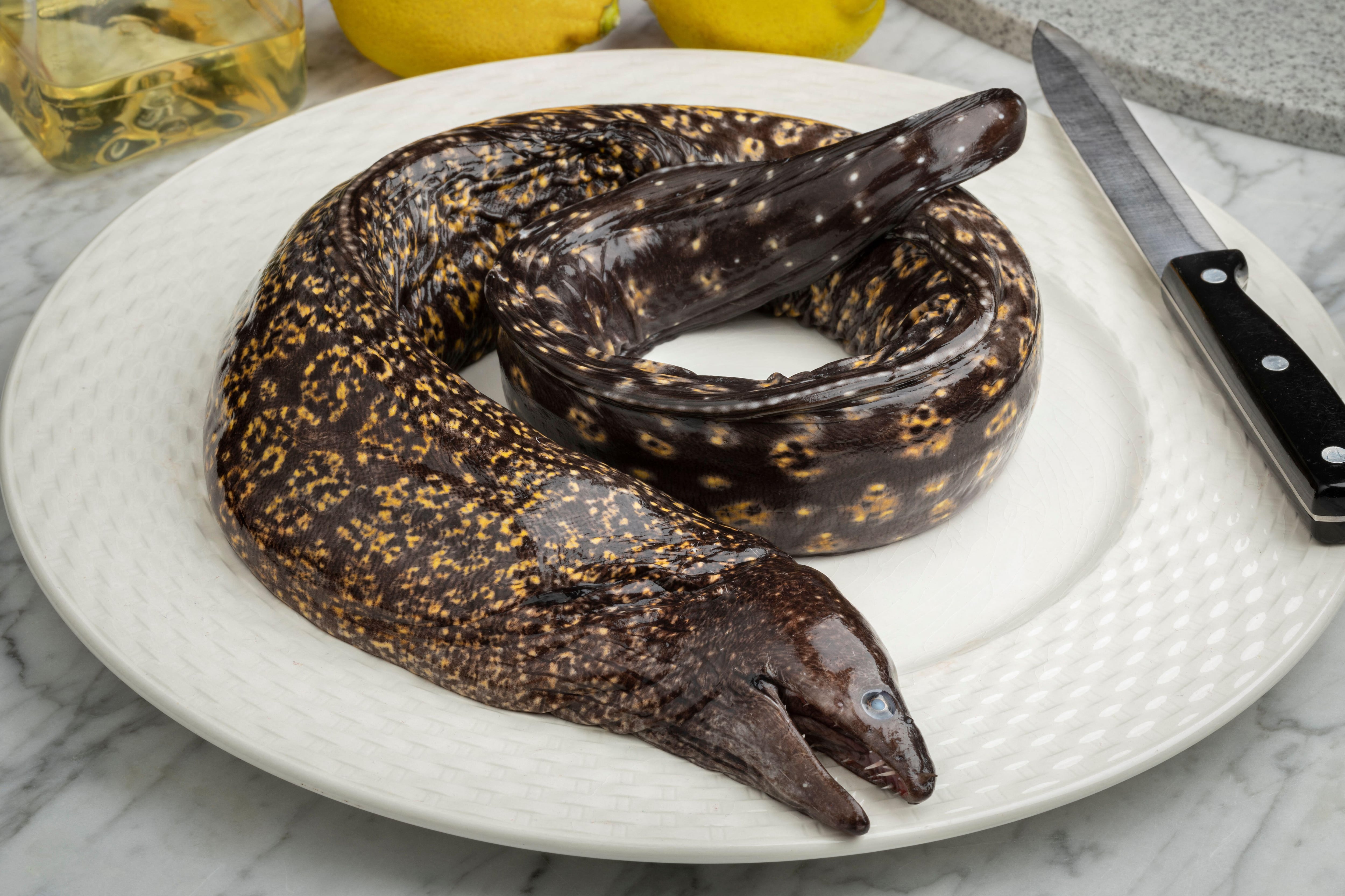 “¿Quién se come en Barbate una serpiente?“ La morena: el pescado intimidante con carne gelatinosa que se prepara en el sur